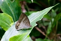 SATYRIDAE, Cissia